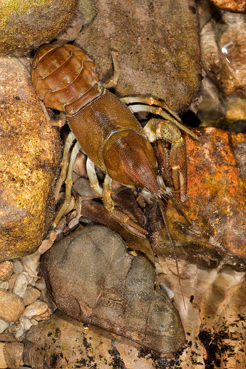 gambero, fiume, austropotamobius pallipes, val d'aveto